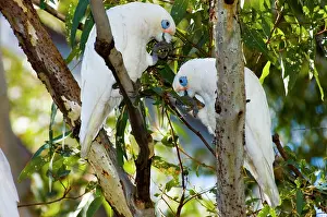Sanguinea: Little Corella
