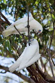 Sanguinea: Little Corella