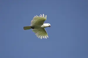 Sanguinea: Little Corella