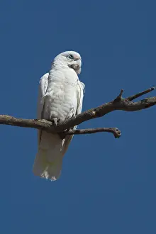 Sanguinea: Little Corella