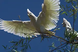 Sanguinea: Little Corella