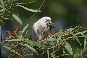 Sanguinea: Little Corella