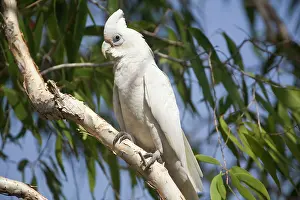 Sanguinea: Little Corella
