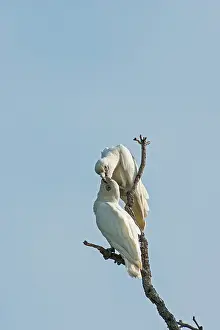 Cacatua: Little Corella