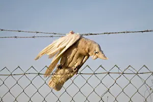 Cockatoos: Little Corella caught on barbed wire