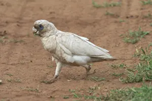 Sanguinea: Little Corella - Dirty from ground feeding in the