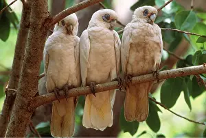 Lines: LITTLE CORELLA - three dozing on branch
