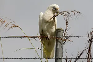 Sanguinea: Little Corella eating grass seeds