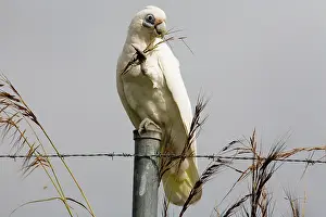 Sanguinea: Little Corella eating a seed head, balancing on one leg