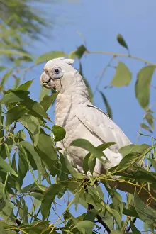 Cacatua: Little Corella - Feeding in a eucalypt tree - near