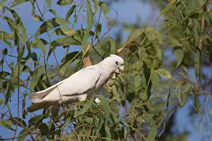 Cacatua: Little Corella - Feeding in a eucalypt tree - near