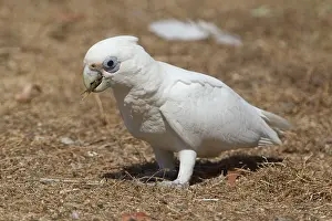 Sanguinea: Little Corella - feeding on the ground