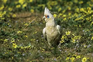 Sanguinea: Little Corella - feeding in rough pasture
