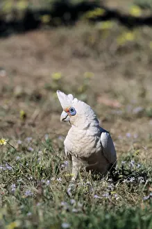 Sanguinea: Little Corella - feeding in rough pasture