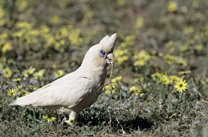 Sanguinea: Little Corella - feeding in rough pasture