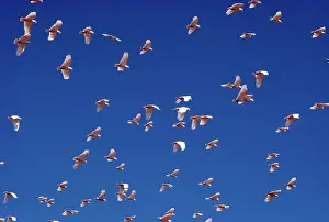 Sanguinea: Little Corella - in flight