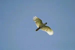 Sanguinea: Little Corella - in flight