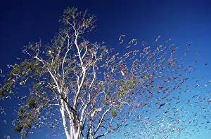 Sanguinea: Little Corella - flock