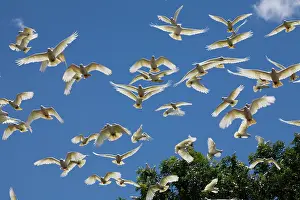 Sanguinea: Little Corella flock