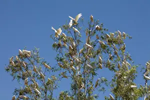 Sanguinea: Little Corella flock in tree