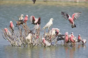Sanguinea: Little Corella and Galah (Eolophus rose)