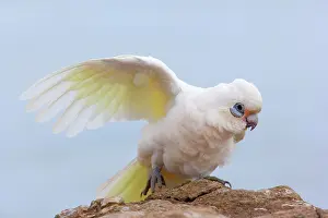 Stretches: Little Corella - Little Corella sits on a rock