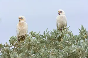 Sanguinea: Little Corella - two Little Corellas sitting on