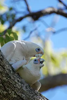 Sanguinea: Little Corella - pair copulating