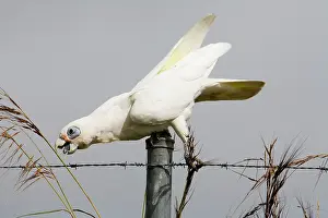 Sanguinea: Little Corella reaching for a seed head