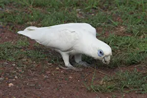 Sanguinea: Little Corella - at roadside. Sometimes in noisy