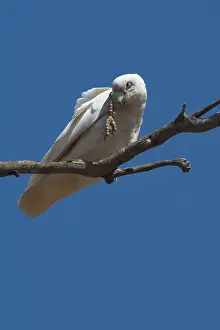 Sanguinea: Little Corella - scratching head