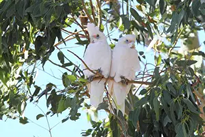 Cacatua: Little Corellas