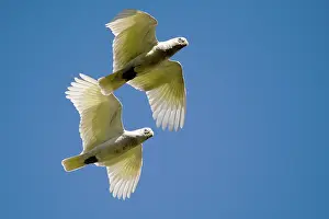 Cockatoos: Little Corellas flying up Adcock Gorge