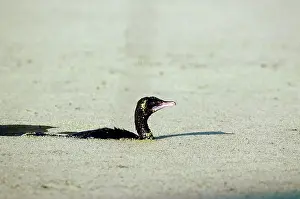 Microcarbo: LITTLE CORMORANT