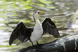Sunning: Little Cormorant