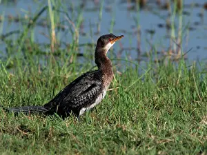 Microcarbo: Little Cormorant