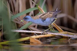 Crake: Little Crake