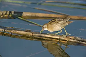 Crake: Little Crake