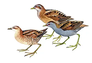 Crake: Little Crake