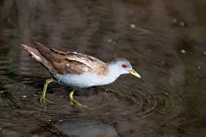 Crake: Little Crake - adult female - walking in shallow water