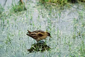 Crake: Little CRAKE - female