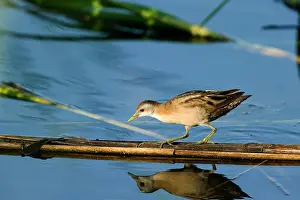 Crake: Little Crake (Porzana parva) female walking on broken reed b