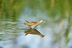 Crake: Little Crake (Porzana parva) male walking to the