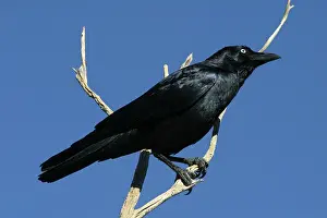 Bennetti: Little Crow