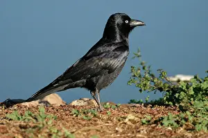 Bennetti: Little Crow