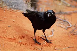 Ayers: Little Crow