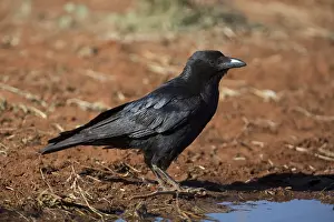 Aboriginal: Little Crow - About to drink at a pool - Papunya