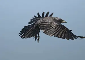 Bennetti: Little Crow - In flight, wings outstretched