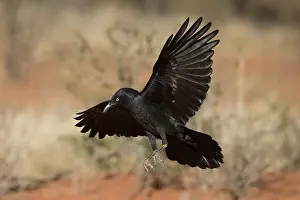 270819: Little Crow - Flying in to join a flock feeding