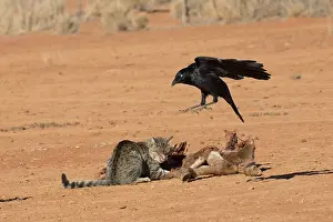 Crow: Little Crow - Hassling a Wild Cat at a dead foal